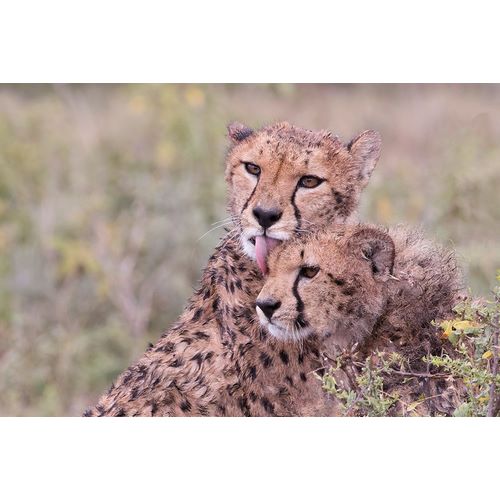 Norring, Tom 아티스트의 Cheetah cubs bonding-while waiting the call for dinner-Serengeti-Tanzania-Africa작품입니다.